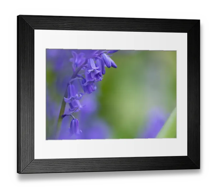 Framed Print : Bluebells (Hyacinthoides non-scripta), Northumberland National Park, UK, May Framed Print : Bluebells (Hyacinthoides non-scripta), Northumberland National Park, UK, May