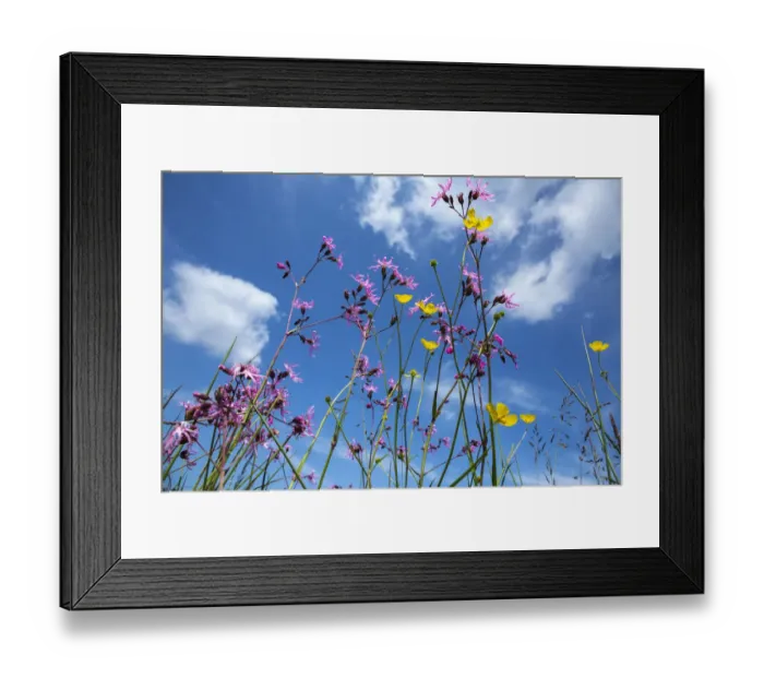 Framed Print : Ragged robin (Lychnis flos-cuculi) flowering in wet flower-rich meadow