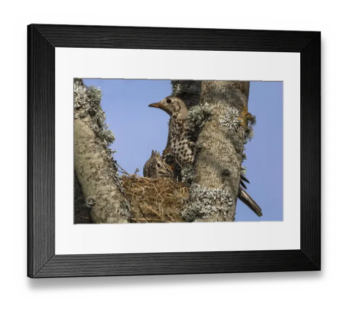 Framed Print : Mistle thrush (Turdus viscivorus) with chick in nest, Northumberland National Park, UK Framed Print : Mistle thrush (Turdus viscivorus) with chick in nest, Northumberland National Park, UK