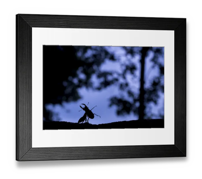 Framed Print : Stag beetle (Lucanus cervus) males fighting at dusk in oak wood, the Netherlands, June Framed Print : Stag beetle (Lucanus cervus) males fighting at dusk in oak wood, the Netherlands, June