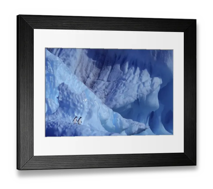 Framed Print : Two Adelie penguins( Pygoscelis adeliae) on blue iceberg, Antarctica Framed Print : Two Adelie penguins( Pygoscelis adeliae) on blue iceberg, Antarctica
