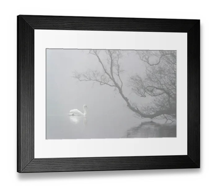 Framed Print : Mute swan (Cygnus olor) in mist, Bolam Lake Country Park, Northumberland, UK, November Framed Print : Mute swan (Cygnus olor) in mist, Bolam Lake Country Park, Northumberland, UK, November