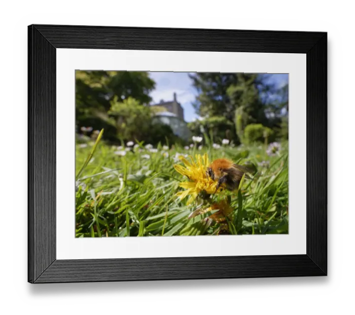 Framed Print : Common carder bumblebee (Bombus pascuorum) nectaring on a Dandelion (Taraxacum officinale Framed Print : Common carder bumblebee (Bombus pascuorum) nectaring on a Dandelion (Taraxacum officinale
