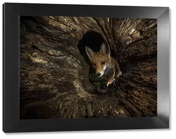 Red fox (Vulpes vulpes) female peering into hollow log, Hungary