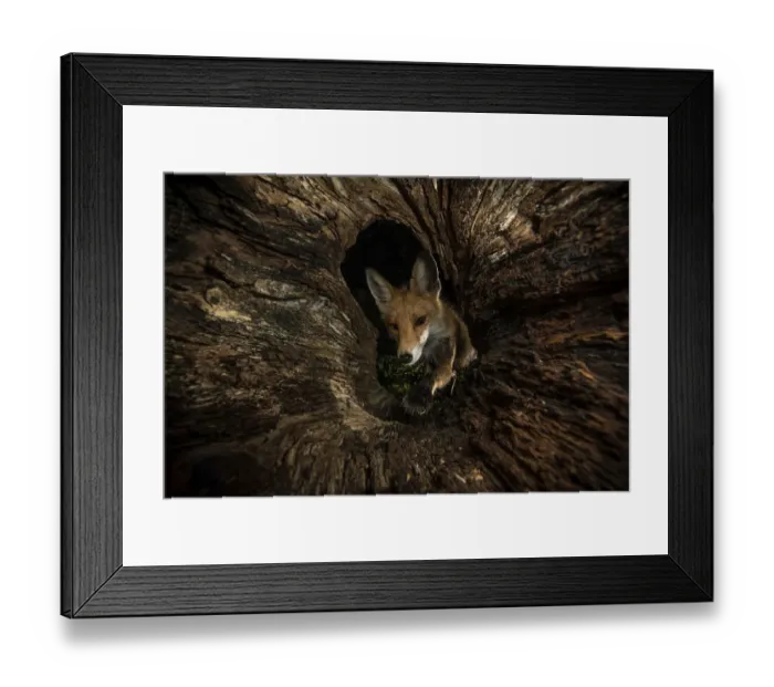 Framed Print : Red fox (Vulpes vulpes) female peering into hollow log, Hungary Framed Print : Red fox (Vulpes vulpes) female peering into hollow log, Hungary