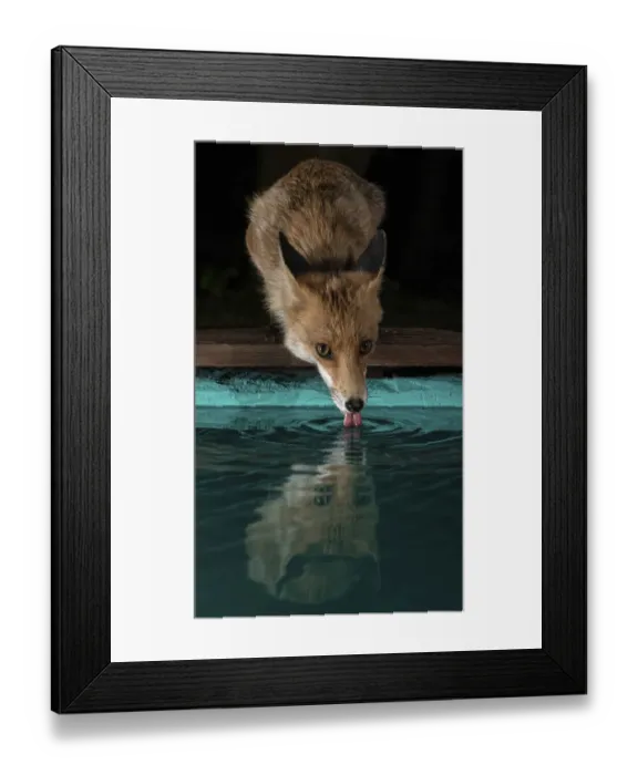 Framed Print : Red fox (Vulpes vulpes) female drinking from pool in garden, Hungary