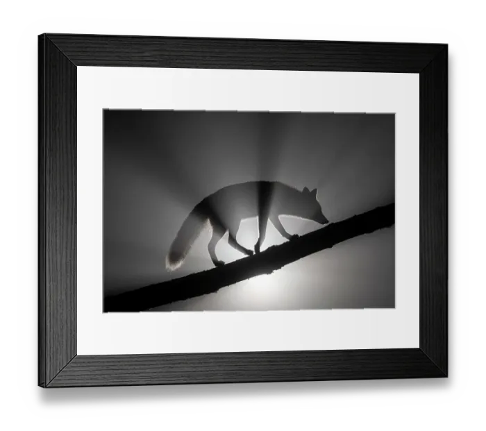 Framed Print : Female Red fox (Vulpes vulpes) walking along tree trunk in heavy fog at night. Light source behind the subject creates dramatic volumetric lighting. Vertes Mountains, Hungary Framed Print : Female Red fox (Vulpes vulpes) walking along tree trunk in heavy fog at night. Light source behind the subject creates dramatic volumetric lighting. Vertes Mountains, Hungary