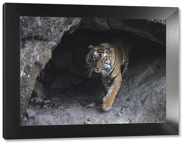 Bengal tiger inside cool cave (Panthera tigris tigris}, Bandhavgarh, India