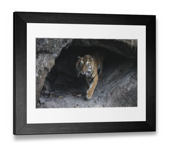 Framed Print : Bengal tiger inside cool cave (Panthera tigris tigris}, Bandhavgarh, India Framed Print : Bengal tiger inside cool cave (Panthera tigris tigris}, Bandhavgarh, India