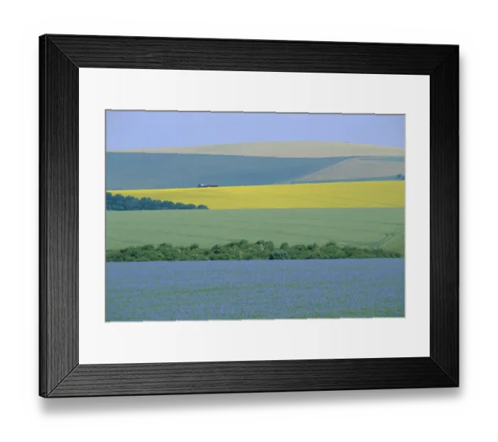 Framed Print : Arable crops in patchwork landscape. Oil seed rape, wheat and Flax. Wiltshire, UK linseed