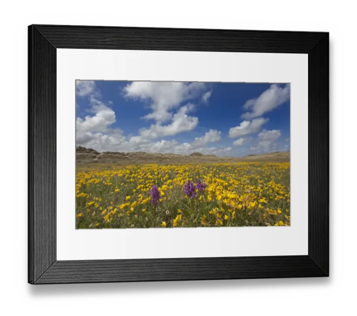 Framed Print : Sand dunes covered in flowering plants including Yellow horned poppy (Glaucium flavum