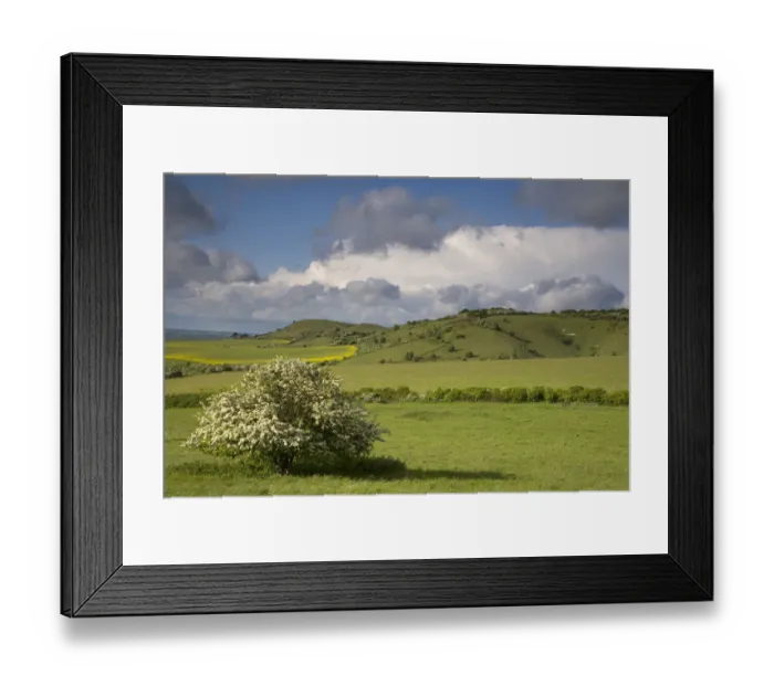 Framed Print : Clouds over Chiltern downland and flowering Hawthorn, Ivinghoe Hills, Buckinghamshire, UK Framed Print : Clouds over Chiltern downland and flowering Hawthorn, Ivinghoe Hills, Buckinghamshire, UK