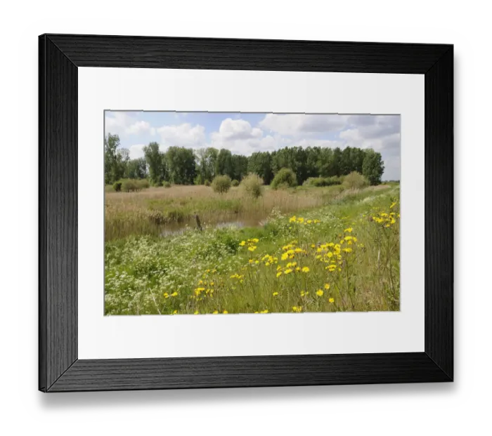 Framed Print : Inland wetland and scrub area, with Poplar (Populus) plantations in distance Framed Print : Inland wetland and scrub area, with Poplar (Populus) plantations in distance