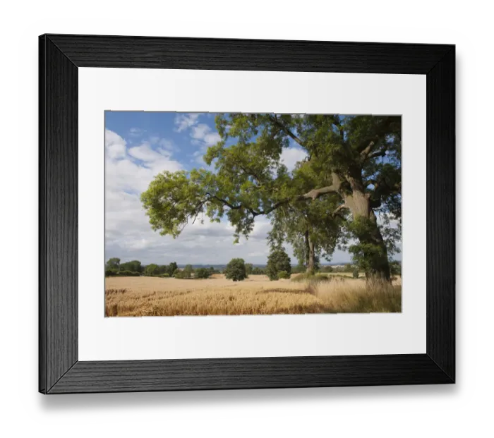 Framed Print : Ripe Oats in field, Haregill Lodge Farm, Ellingstring, North Yorkshire, England, UK Framed Print : Ripe Oats in field, Haregill Lodge Farm, Ellingstring, North Yorkshire, England, UK