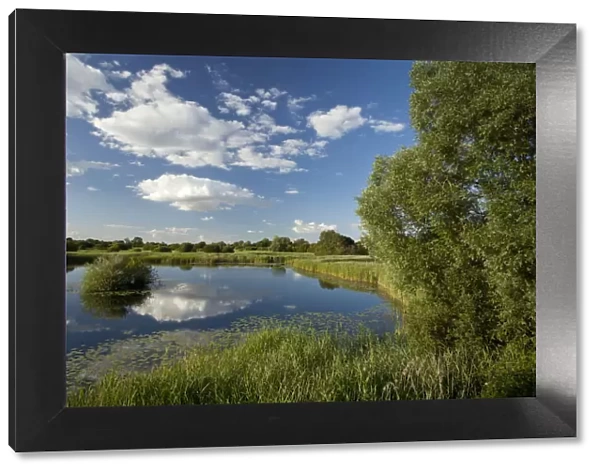 Wetland landscape, Woodwalton Fen National Nature Reserve, Cambridgeshire, England, UK