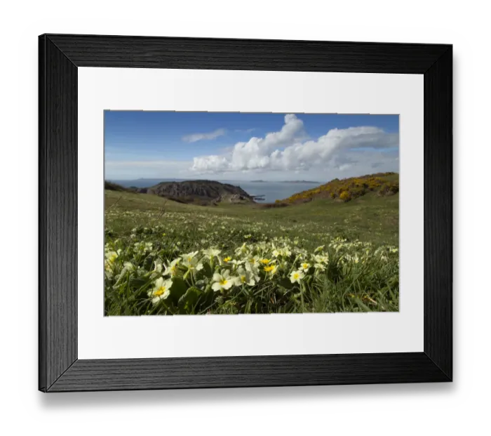 Framed Print : Primroses (Primula vulgaris) on cliff top, Sark, British Channel Islands, April Framed Print : Primroses (Primula vulgaris) on cliff top, Sark, British Channel Islands, April