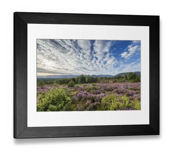 Framed Print : Upland heath in late summer, Cairngorms National Park, Scotland, UK, August Framed Print : Upland heath in late summer, Cairngorms National Park, Scotland, UK, August