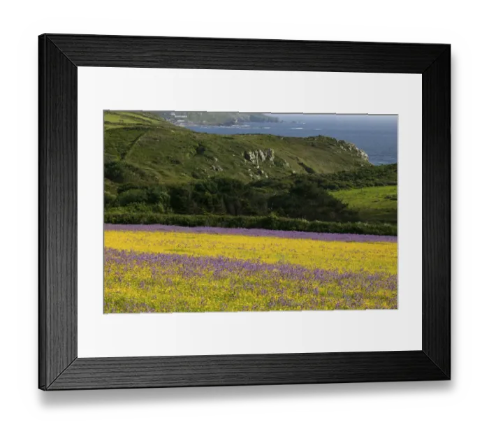 Framed Print : Purple vipers bugloss (Echium plantaineum) growing in fields of Corn Marigold Framed Print : Purple vipers bugloss (Echium plantaineum) growing in fields of Corn Marigold
