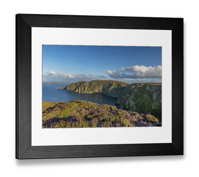 Framed Print : Common heather (Calluna vulgaris) flowering on cliff top at Croaghnmaddy in evening light Framed Print : Common heather (Calluna vulgaris) flowering on cliff top at Croaghnmaddy in evening light