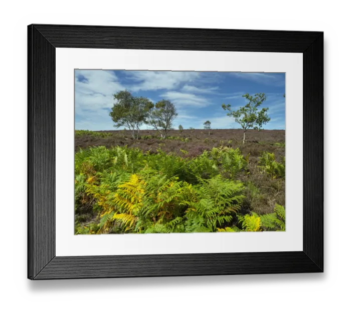 Framed Print : Dunwich heath Suffolk, England, UK. August Framed Print : Dunwich heath Suffolk, England, UK. August