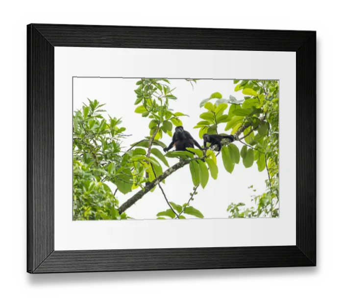 Framed Print : Mantled howler monkey (Alouatta palliata) female and young in tree