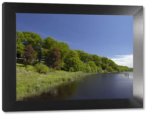 Oak woodland beside water, Crom Castle Estate, County Fermanagh, Northern Ireland, UK
