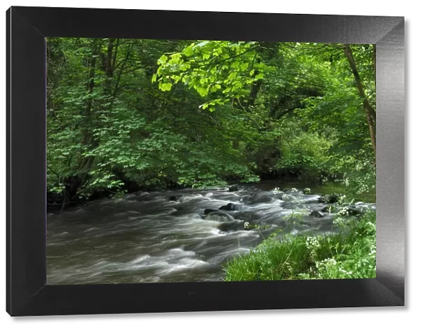 River Cusher flowing through woodland, Clare Glen, County Armagh, Northern Ireland, UK