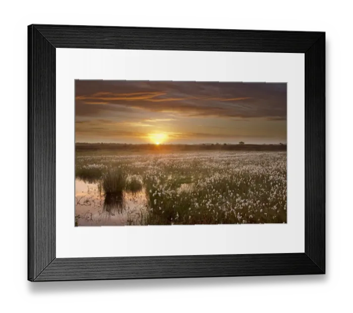 Framed Print : Ballynahone Bog at dawn with flowering cotton grass, County Londonderry, Northern Ireland Framed Print : Ballynahone Bog at dawn with flowering cotton grass, County Londonderry, Northern Ireland