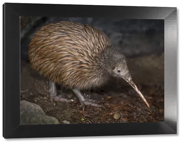 Brown kiwi (Apteryx mantelli) in nocturnal kiwi house with reversed daylight cycle