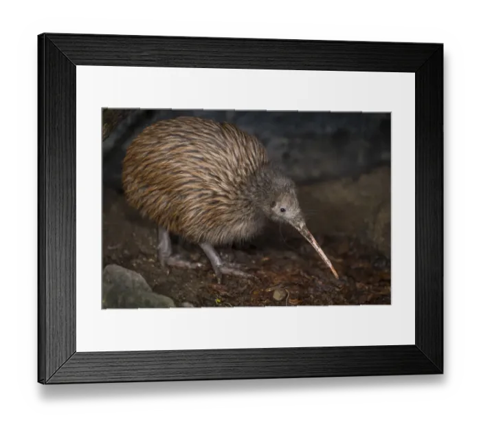Framed Print : Brown kiwi (Apteryx mantelli) in nocturnal kiwi house with reversed daylight cycle Framed Print : Brown kiwi (Apteryx mantelli) in nocturnal kiwi house with reversed daylight cycle