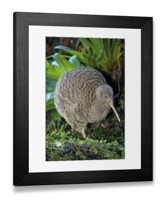 Framed Print : Great spotted kiwi (Apteryx hstii) Captive, Otorohanga Breeding Facility, New Zealand Framed Print : Great spotted kiwi (Apteryx hstii) Captive, Otorohanga Breeding Facility, New Zealand