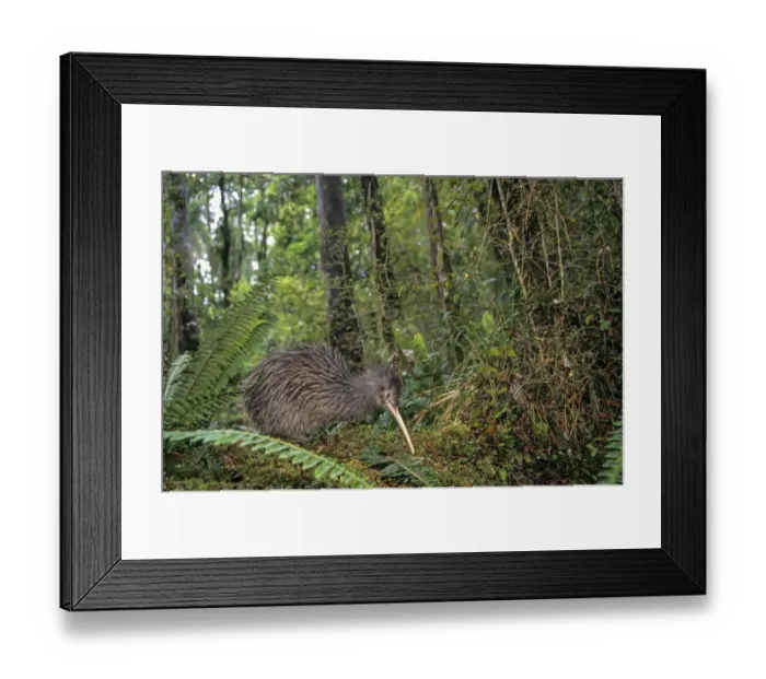 Framed Print : Rowi or Okarito Brown Kiwi (Apteryx rowi) male called Scooter Framed Print : Rowi or Okarito Brown Kiwi (Apteryx rowi) male called Scooter
