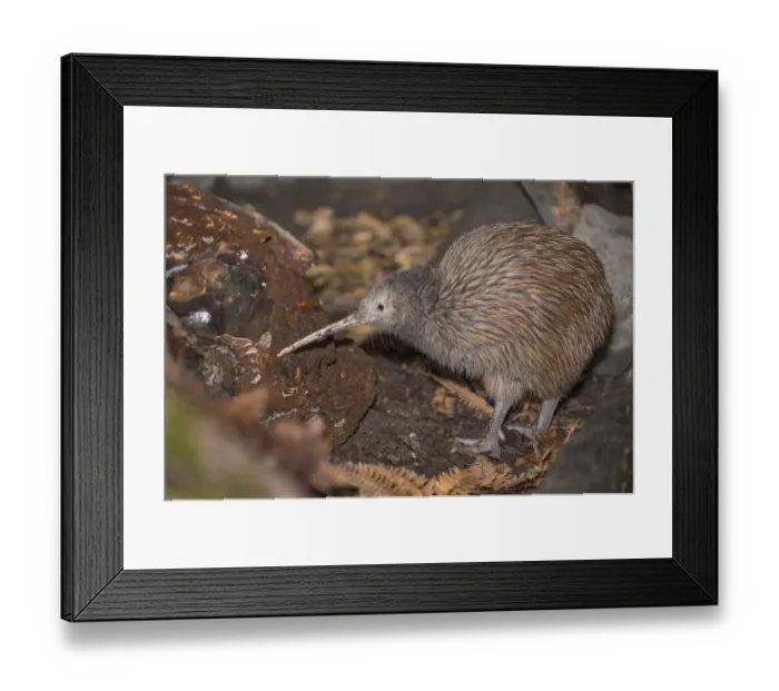 Framed Print : Brown kiwi (Apteryx mantelli) in nocturnal kiwi house with reversed daylight cycle Framed Print : Brown kiwi (Apteryx mantelli) in nocturnal kiwi house with reversed daylight cycle