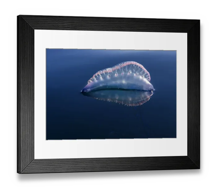 Framed Print : Portuguese man o war (Physalia physalis) Tenerife, Canary Islands. January Framed Print : Portuguese man o war (Physalia physalis) Tenerife, Canary Islands. January