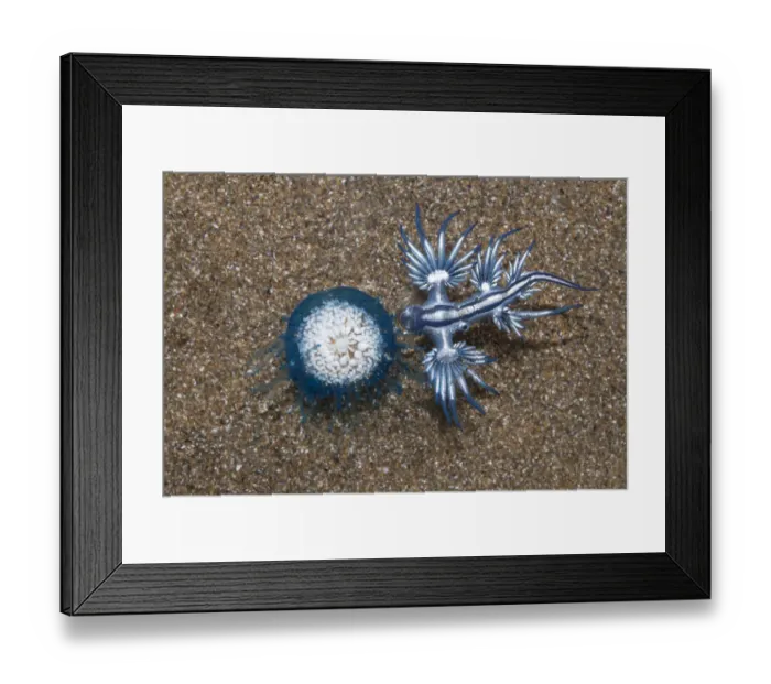 Framed Print : Blue dragon seaslug (Glaucus atlanticus) with Blue button hydroid colony (Porpita porpita Framed Print : Blue dragon seaslug (Glaucus atlanticus) with Blue button hydroid colony (Porpita porpita