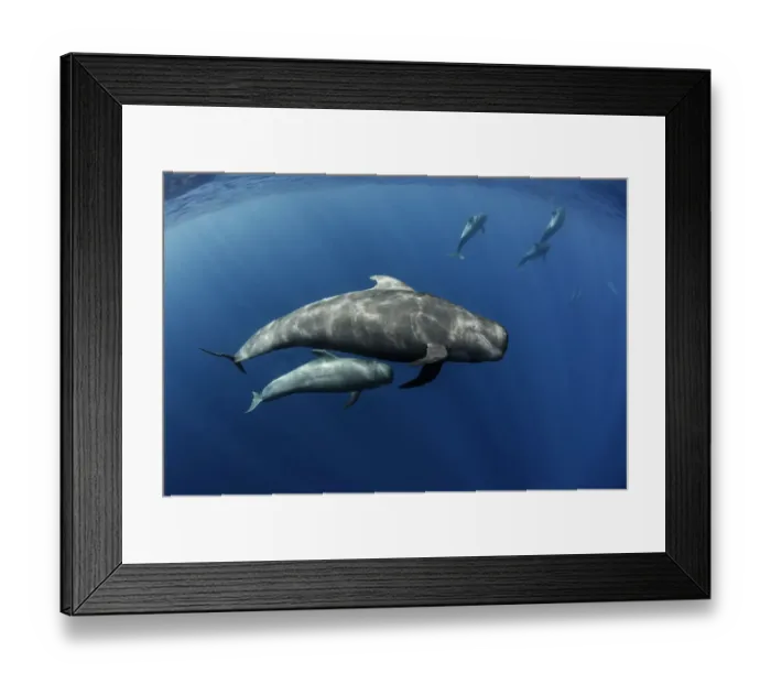Framed Print : Pilot whale (Globicephala macrorhynchus) pod swimming. Tenerife, Canary Islands. August Framed Print : Pilot whale (Globicephala macrorhynchus) pod swimming. Tenerife, Canary Islands. August