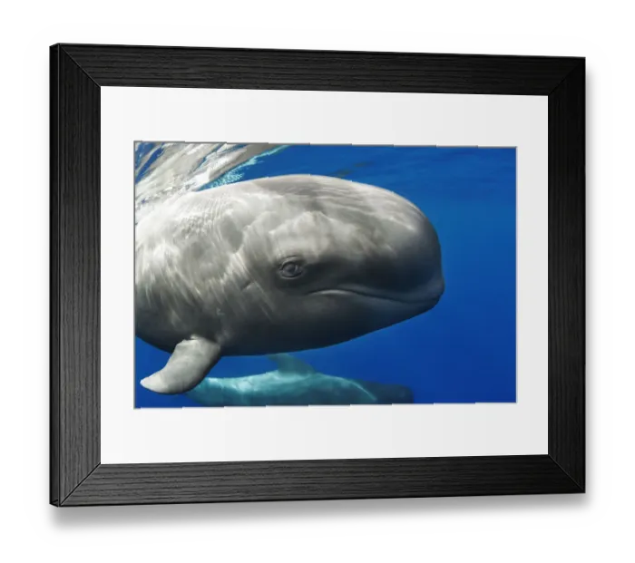 Framed Print : Pilot whale (Globicephala macrorhynchus) portrait, Tenerife, Canary Islands. August Framed Print : Pilot whale (Globicephala macrorhynchus) portrait, Tenerife, Canary Islands. August