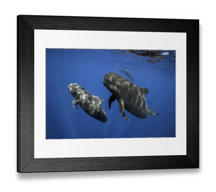 Framed Print : Pilot whale (Globicephala macrorhynchus) pod, Tenerife, Canary Islands. August Framed Print : Pilot whale (Globicephala macrorhynchus) pod, Tenerife, Canary Islands. August