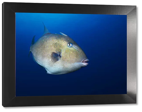 Grey triggerfish (Balistes capriscus) portrait, Tenerife, Canary Islands. August