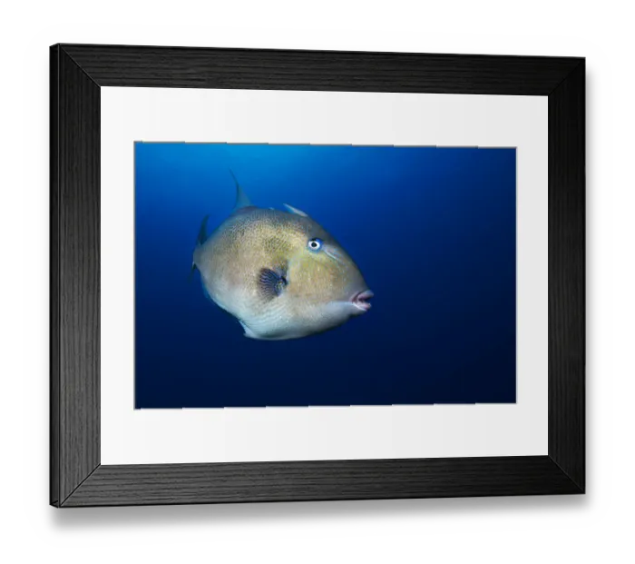 Framed Print : Grey triggerfish (Balistes capriscus) portrait, Tenerife, Canary Islands. August Framed Print : Grey triggerfish (Balistes capriscus) portrait, Tenerife, Canary Islands. August