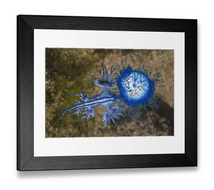 Framed Print : Blue dragon seaslug (Glaucus atlanticus) feeding on Blue button hydroid colony Framed Print : Blue dragon seaslug (Glaucus atlanticus) feeding on Blue button hydroid colony