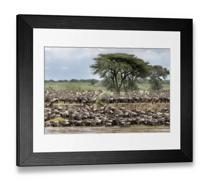 Framed Print : Herds of White-bearded wildebeest (Connochaetes taurinus albojubatus Framed Print : Herds of White-bearded wildebeest (Connochaetes taurinus albojubatus