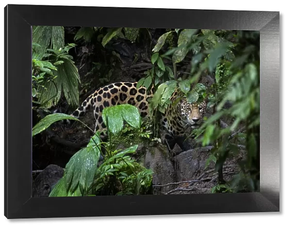 Jaguar (Panthera onca) looking through forest leaves in Yasuni National Park, Ecuador