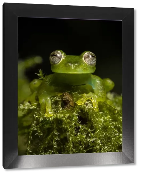 Portrait of a male Emerald glass frog (Espadarana prosoblepon) Ecuador