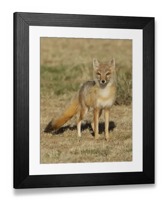 Framed Print : Swift fox (Vulpes velox) female, portrait. Eastern Colorado, USA, May Framed Print : Swift fox (Vulpes velox) female, portrait. Eastern Colorado, USA, May