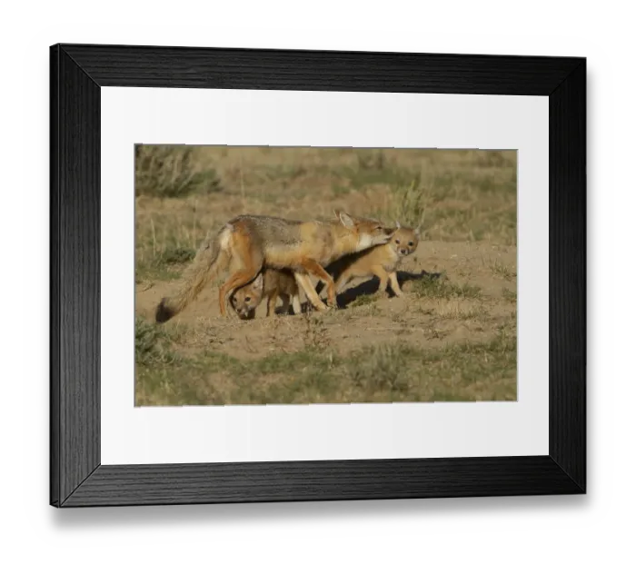 Framed Print : Swift fox (Vulpes velox) female cleans the fur of one of her kits while another tries to