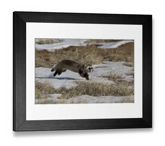 Framed Print : Black-footed ferret (Mustela nigripes) running in the snow as it goes from one prairie Framed Print : Black-footed ferret (Mustela nigripes) running in the snow as it goes from one prairie