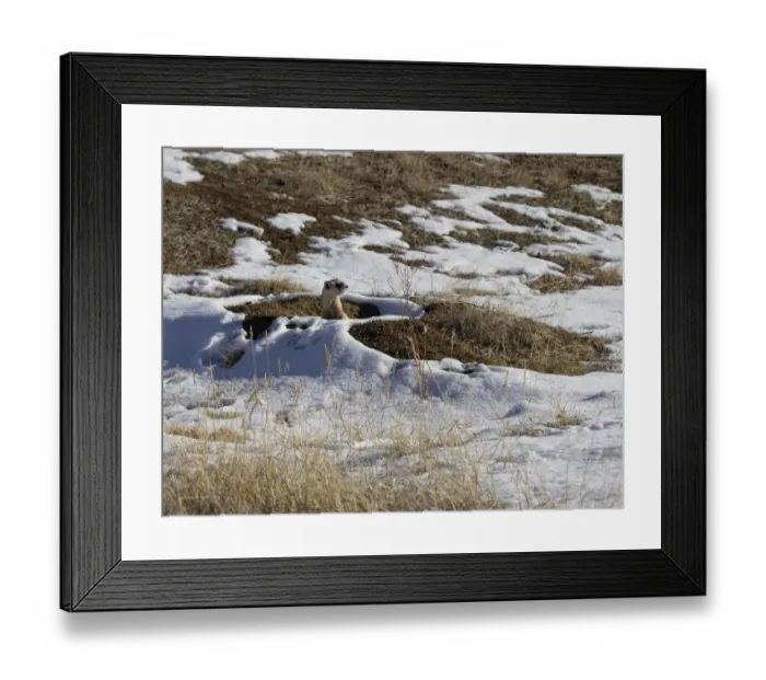 Framed Print : Black-footed ferret (Mustela nigripes) pauses after emerging from the Prairie dog burrow Framed Print : Black-footed ferret (Mustela nigripes) pauses after emerging from the Prairie dog burrow