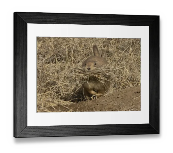 Framed Print : Black-tailed prairie dog (Cynomys ludovicianus) with a mouthful of grass that it is about Framed Print : Black-tailed prairie dog (Cynomys ludovicianus) with a mouthful of grass that it is about