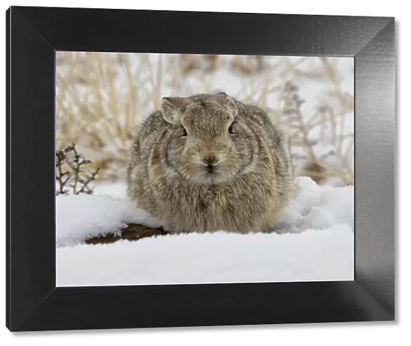 Eastern cottontail rabbit (Sylvilagus floridanus) huddled for warmth in the snow at